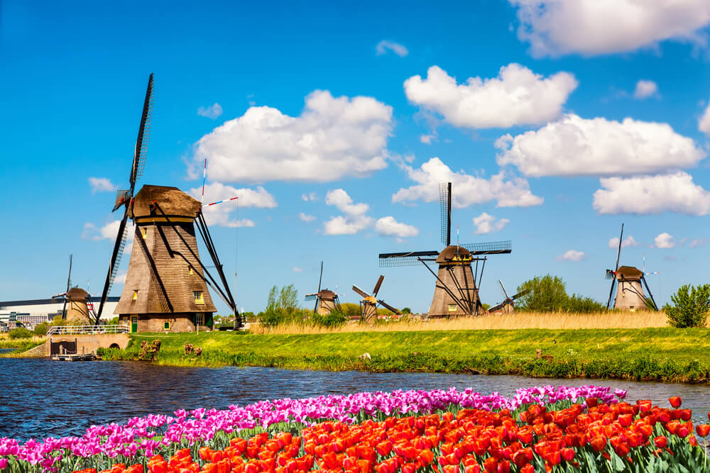 #4 Windmills and tulip fields