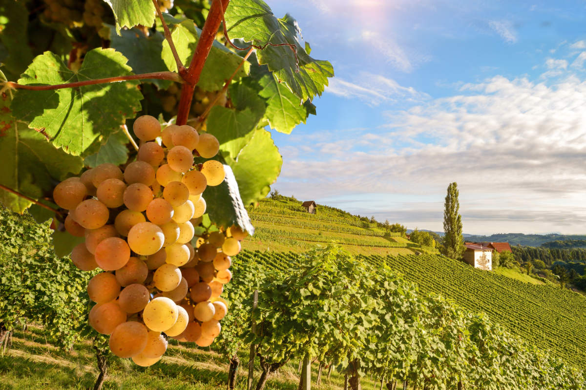 Grape Getaways: Wine tasting in Europe