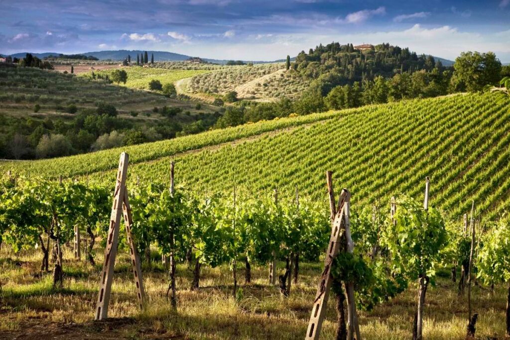 Vineyards tuscany hills, wine tasting Italy