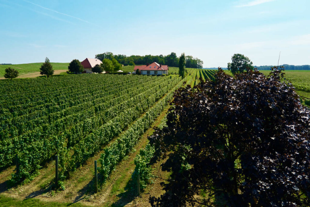 Vineyards Winery West-Pomerania, Poland