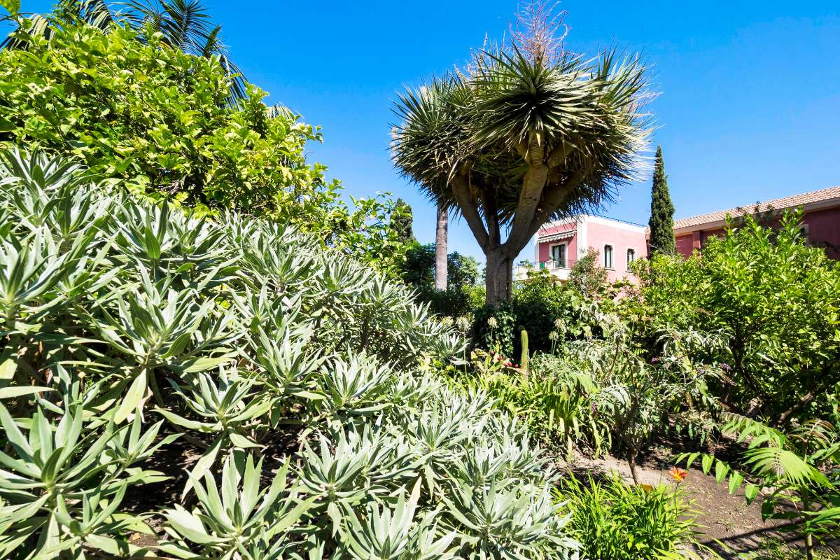 Giardino lussureggiante con varie piante verdi e un albero alto e appuntito sotto un cielo azzurro, con una casa rosa sullo sfondo.