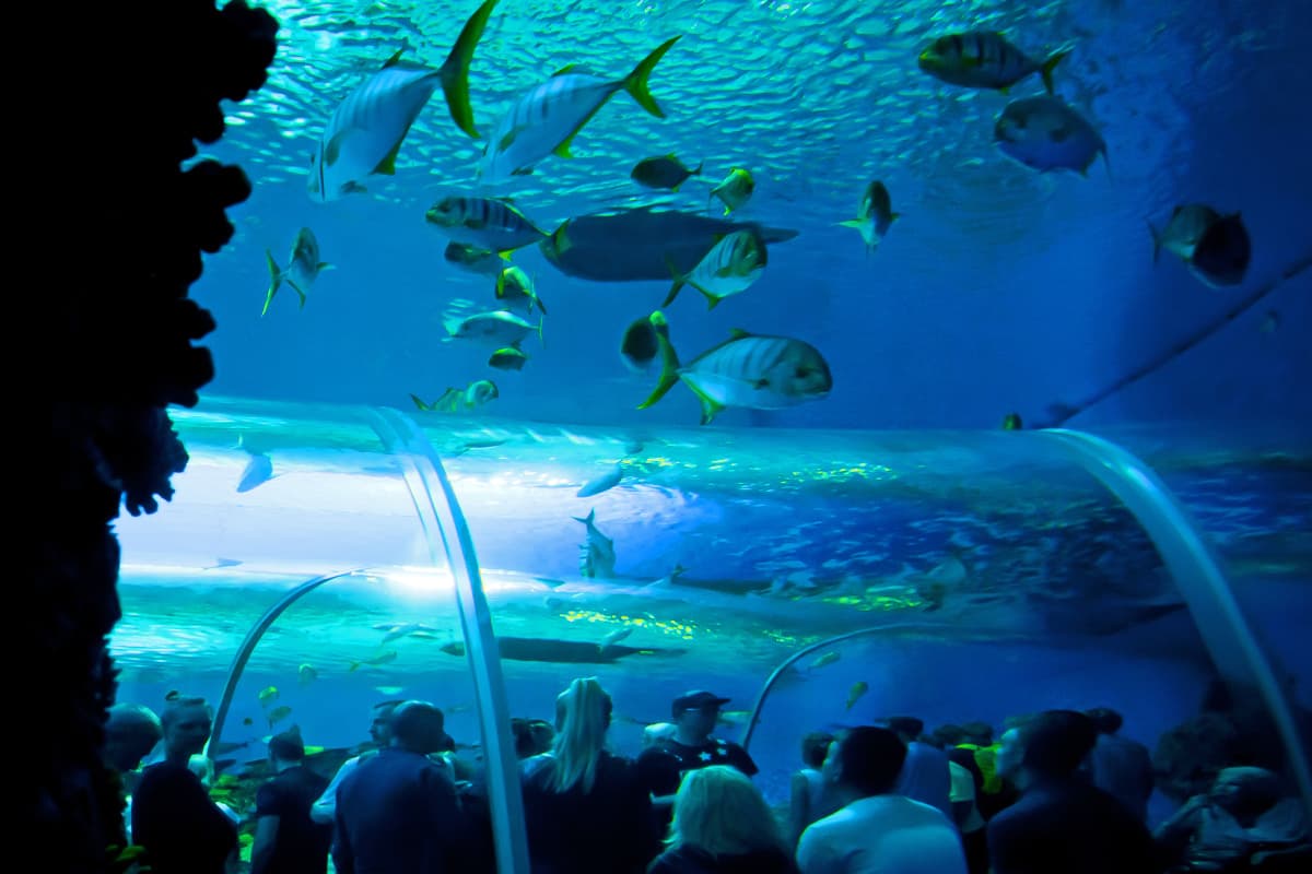 People walk through an underwater tunnel in the national aquarium of Denmark, Copenhagen