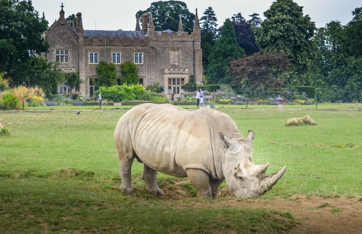 Un rinoceronte bianco pascola in un prato del Cotswold Wildlife Park, con una grande dimora storica e i suoi giardini sullo sfondo.